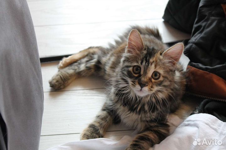 Курильский бобтейл