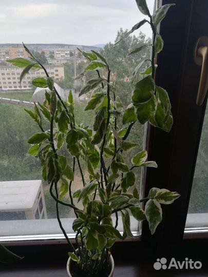 Педилантус