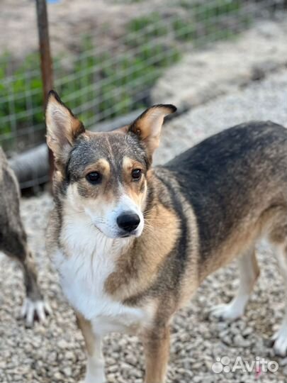 Собака в дар в добрые руки