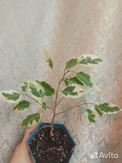 Фикус бенджамина 3 сорта