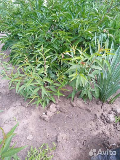 Саженцы Персика и вишня Морель