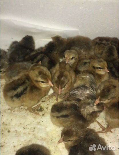 Инкубационное яйцо, цыплята кур породы Билефельдер