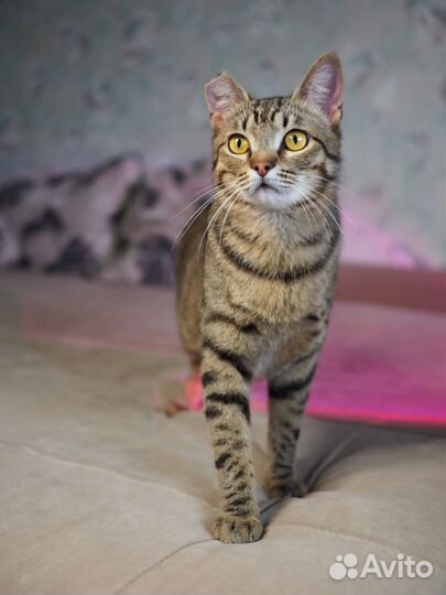 Полосатик Пьер