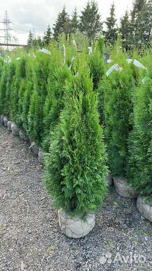 Туя Смарагд из питомника