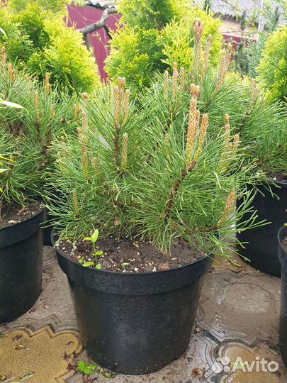 Сосна горная С10