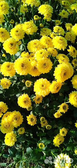 Хризантемы