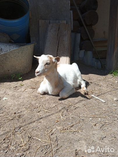 Козочка и два козлика, зааненские, безрогие