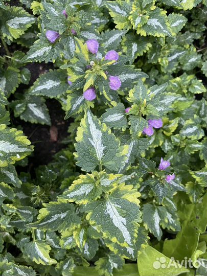 Цветы многолетники почтой/ Астранция/Бруннера