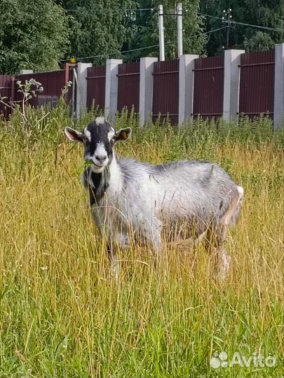 Козел Альпийский чистокровные козлы