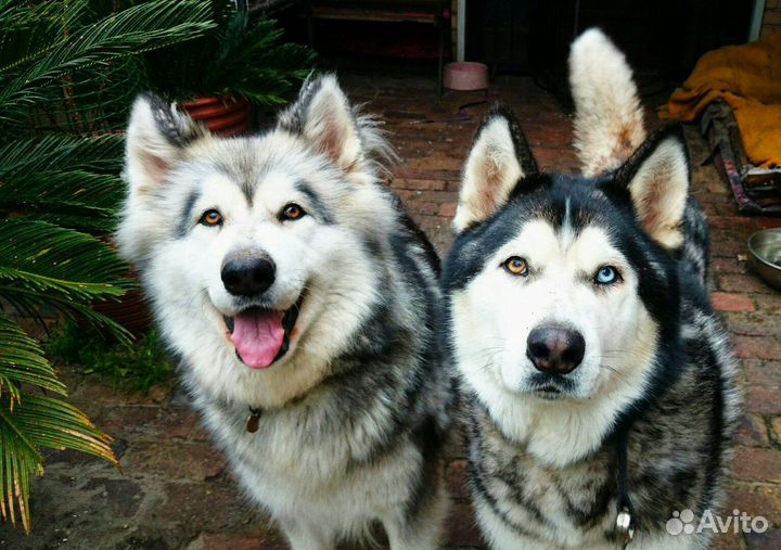 Дрессировка собак