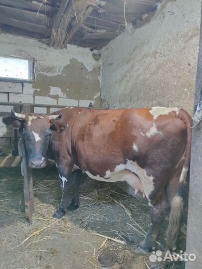 Корова стельная дойная