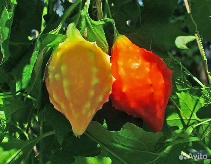 Индийский гранат