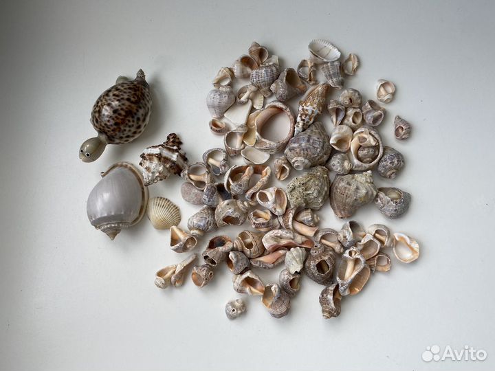 Морские ракушки пакетом