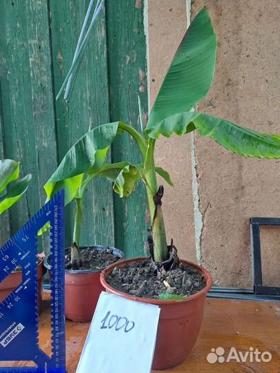 Банан японский