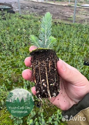 Сосна зкс окс сеянцы Ель Лиственница Голуб Горная