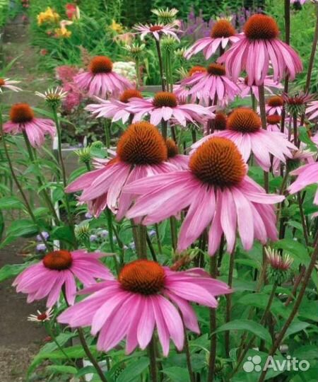 Семена многолетних цветов