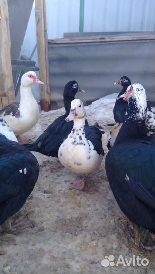 Индоутки,гуси,козы