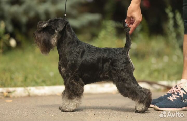 Щенки цвергшнауцера