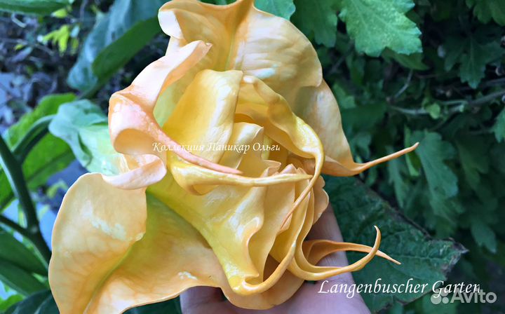 Бругмансия