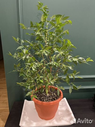 Фикус бенджамина