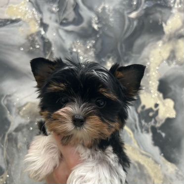 Бивер-йоркширский терьер, щенок