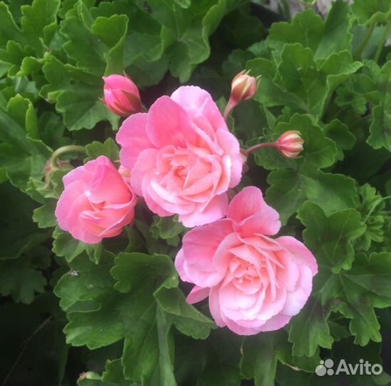 Пеларгония Леона Галактика