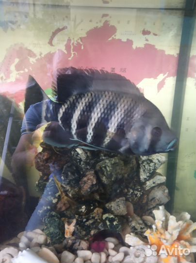 Рыба цихлида