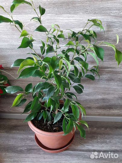 Фикус бенджамина