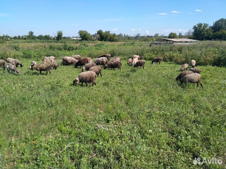 Овцы, бараны, козы