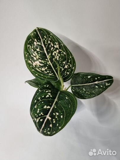 Сортовые аглаонемы