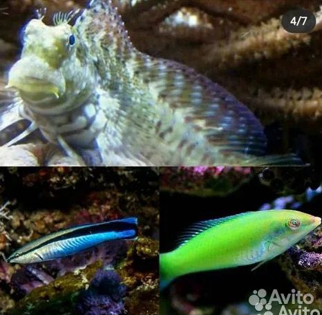 Морские рыбы, морские кораллы, морские актинии