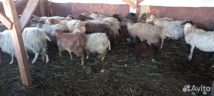 Курдючные бараны овцы и обычный