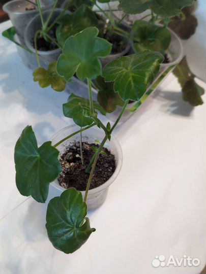 Плющелистная пеларгония