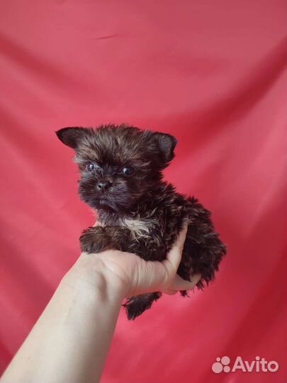 Дюймовочка