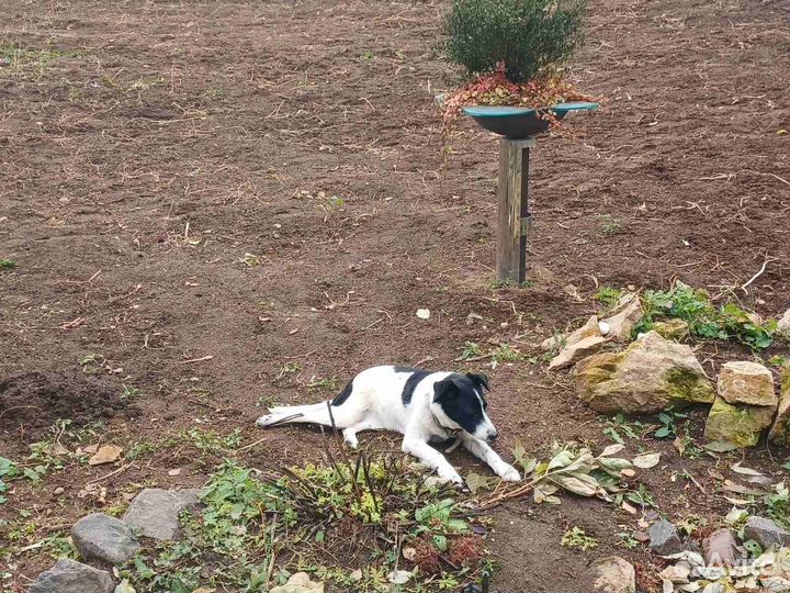 В добрые ручки