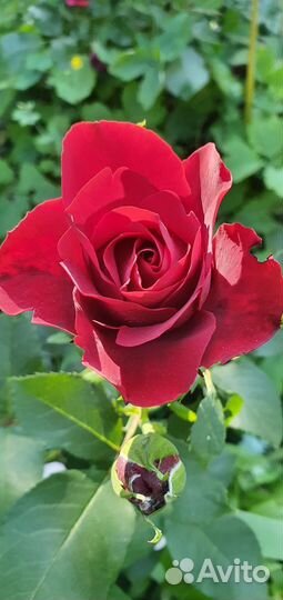 Роза Хоммаж а Барбара