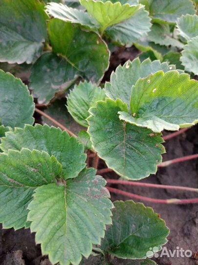 Рассада клубники Купчиха и Лия Сахарная