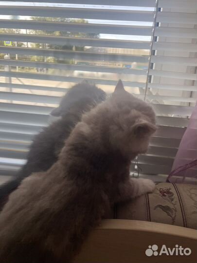 Кошка экзот