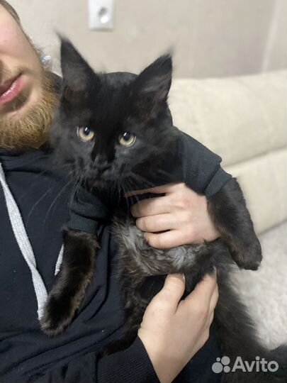 Котик ищет кошечку