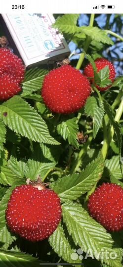 Тибетская малина