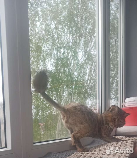 Сибирская кошка