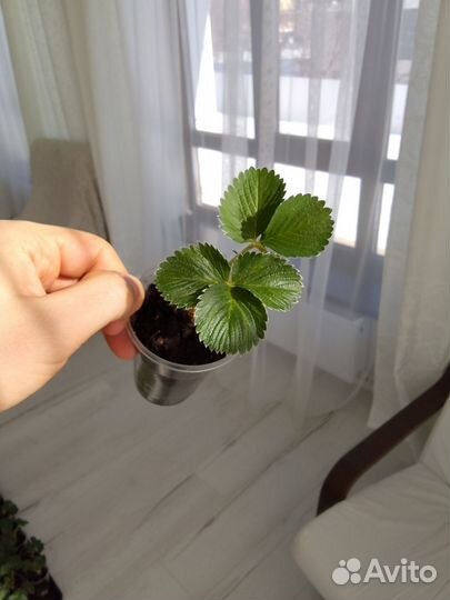 Клубника саженцы