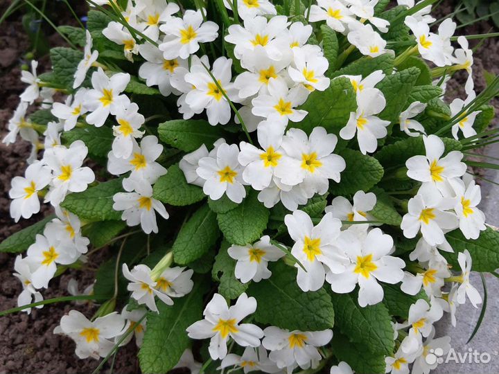 Многолетники примулы