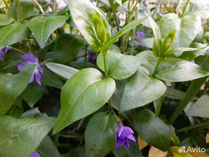 Растения для сада