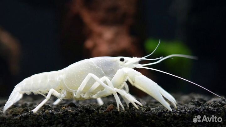 Рак флоридский белый. Аквариумный рак