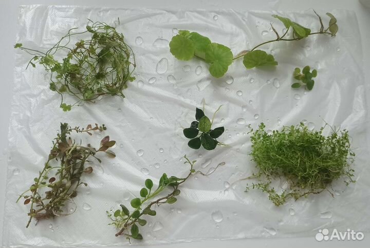 Аквариумные растения и рыбки