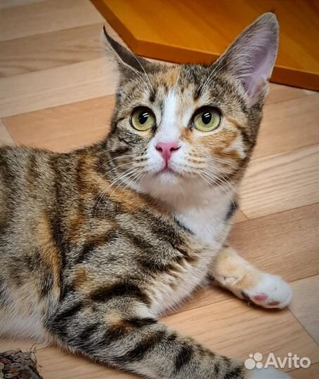 Кошка Веста