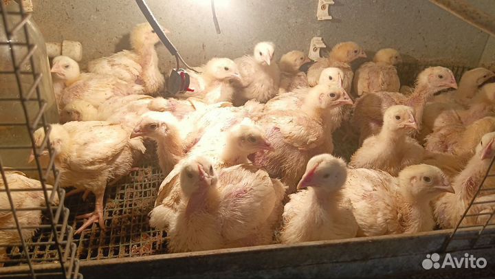 Бройлеры подрощенные