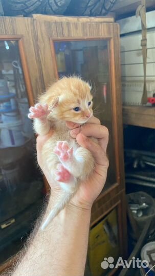 Отдам котят