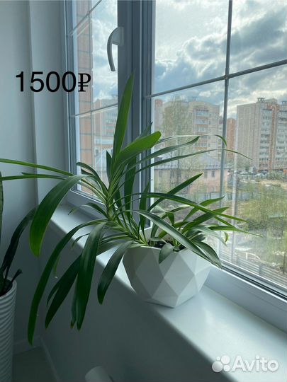 Живые цветы в горшках